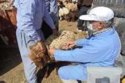 مراقبت فعال 100 هزار راس دام سبک و سنگین علیه بیماری تب برفکی